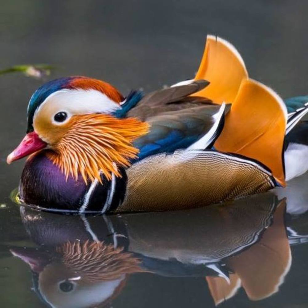 Meet your Posher, Sylvia